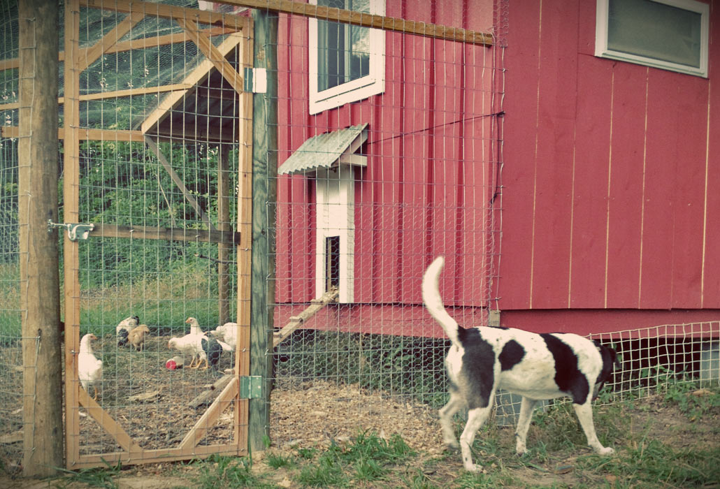 chicken-coop-stout-farm