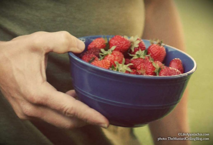 Growing Strawberries For Homemade Strawberry Jam