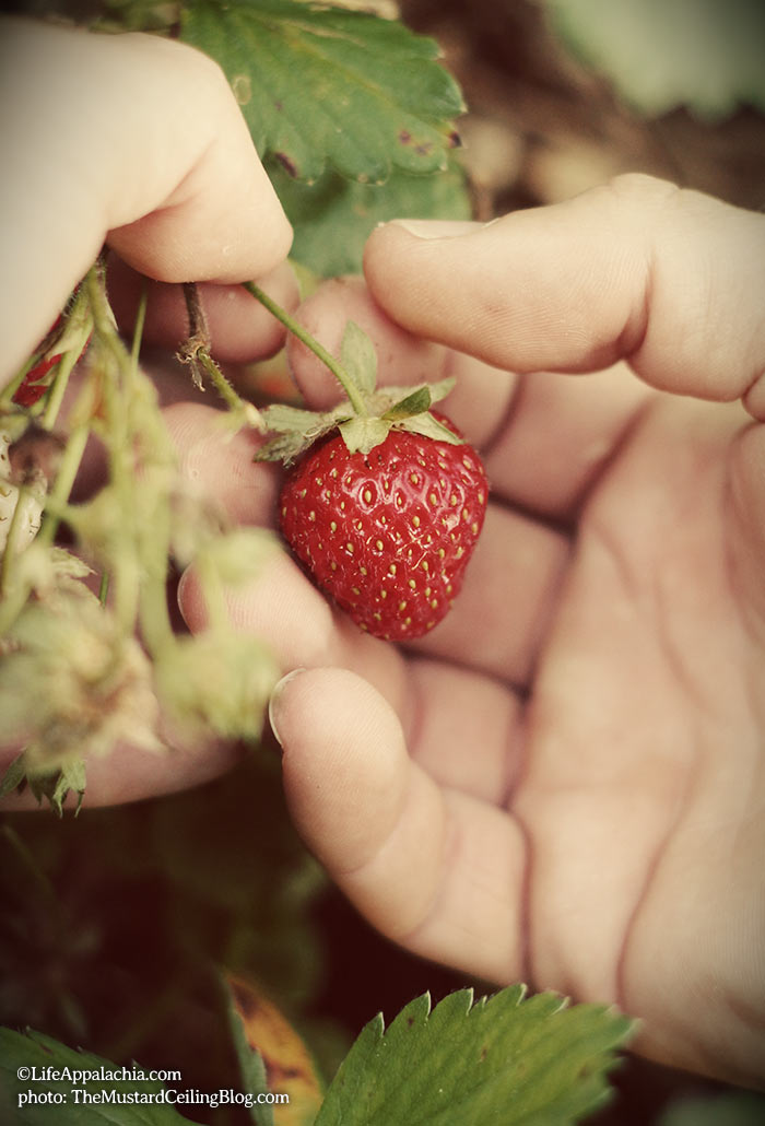 picking-a-fresh-strawberry