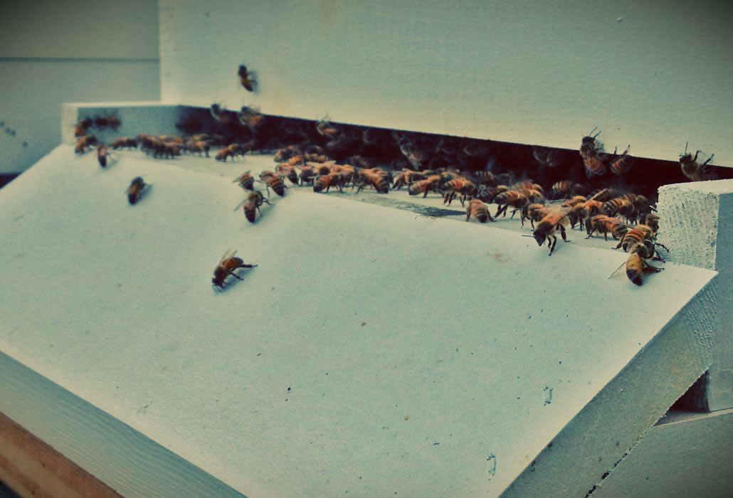 stout-farm-bees-1