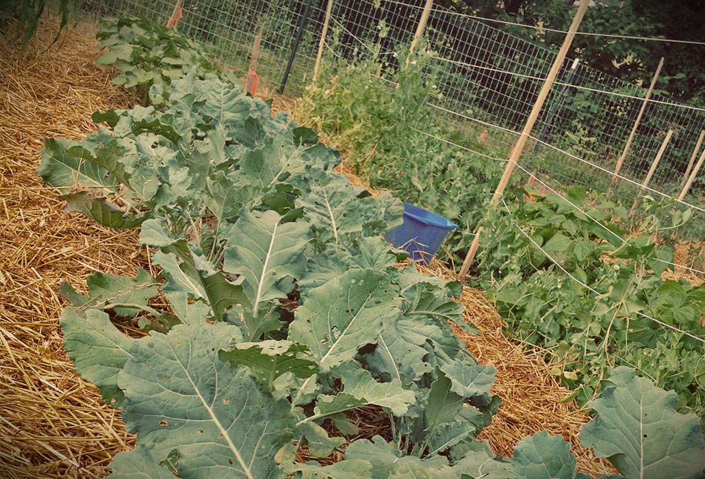 stout-farm-brocolli-garden